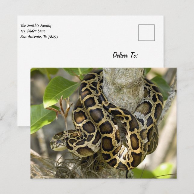 Burmese Python Snake Postkarte (Vorne/Hinten)