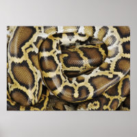 burmesische Python