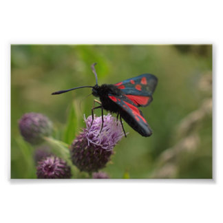 Burnet-Moth mit fünf Flecken Fotodruck