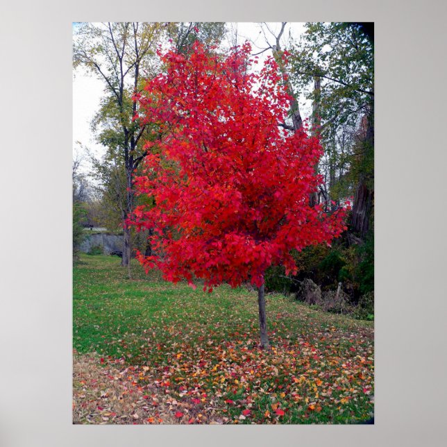 Burning Bush Poster (Vorne)