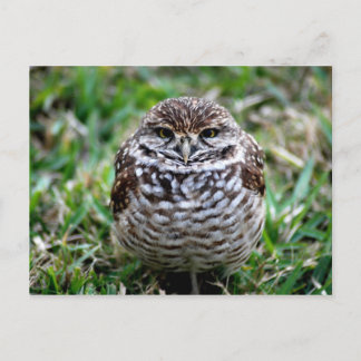 Burning Owl. Postkarte