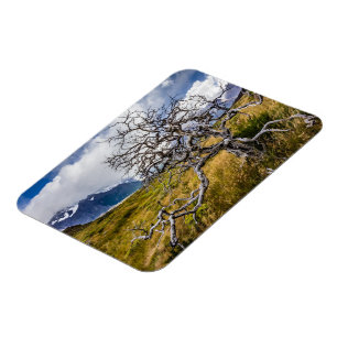 Burnt tree, Torres del Paine, Chile Magnet