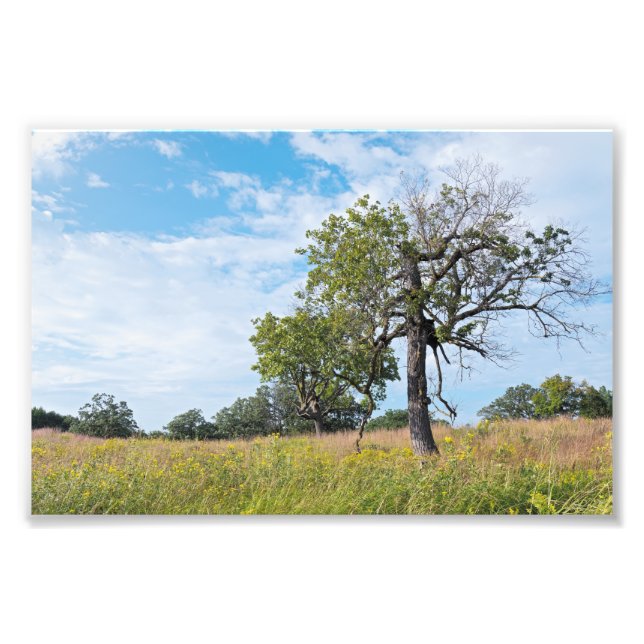 Burr Oak Trees und Prairie Fotodruck (Vorne)