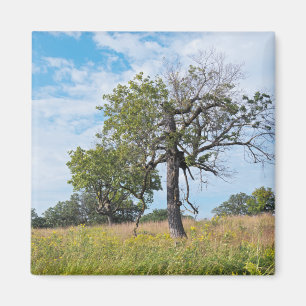 Burr Oak Trees und Prairie Magnet