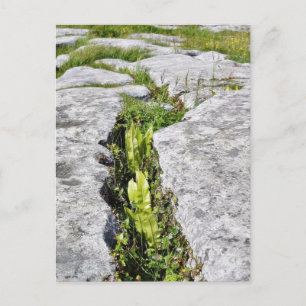 Burren Pflanze Limestone Rocks Postkarte