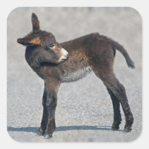 Burro-Aufkleber Quadratischer Aufkleber