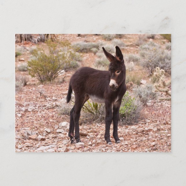 Burro Foal Postkarte (Vorderseite)