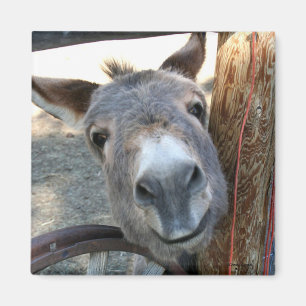 Burro über Lastwagen-Radquadratmagneten Magnet