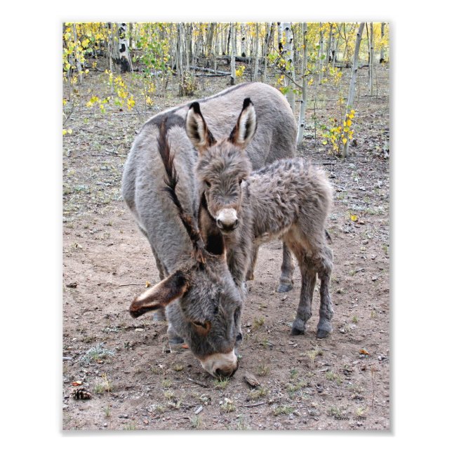 Burro und Baby Fotodruck (Vorne)