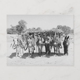 Burros Postkarte