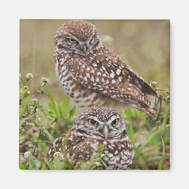 Burrowing Owl, Athene cunicularia, Cape Coral, Magnet (Vorne)