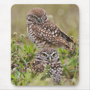 Burrowing Owl, Athene cunicularia, Cape Coral, Mousepad