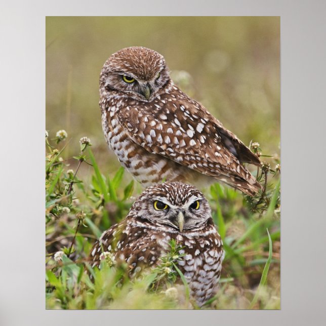 Burrowing Owl, Athene cunicularia, Cape Coral, Poster (Vorne)