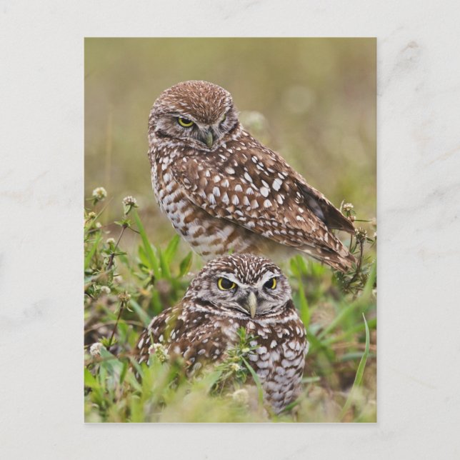 Burrowing Owl, Athene cunicularia, Cape Coral, Postkarte (Vorderseite)