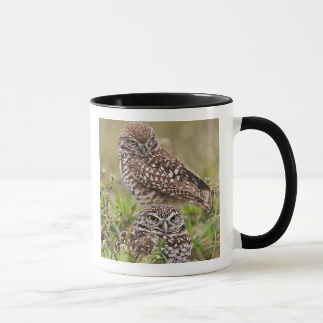 Burrowing Owl, Athene cunicularia, Cape Coral, Tasse (Rechts)