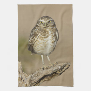 Burrowing Owl auf einer Cholla Rib Küchentuch