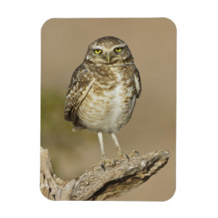 Burrowing Owl auf einer Cholla Rib Magnet