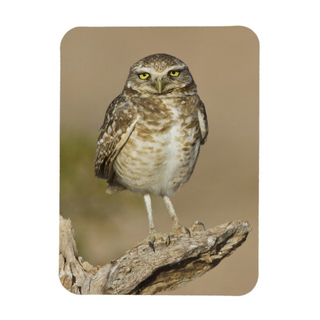 Burrowing Owl auf einer Cholla Rib Magnet (Vertikal)