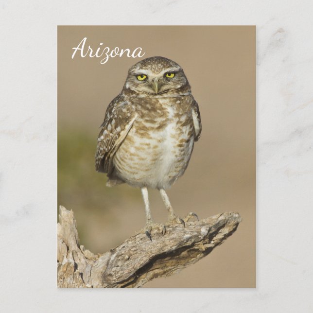 Burrowing Owl auf einer Cholla Rib Postkarte (Vorderseite)