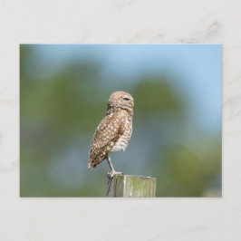 Burrowing Owl in Florida Postkarte