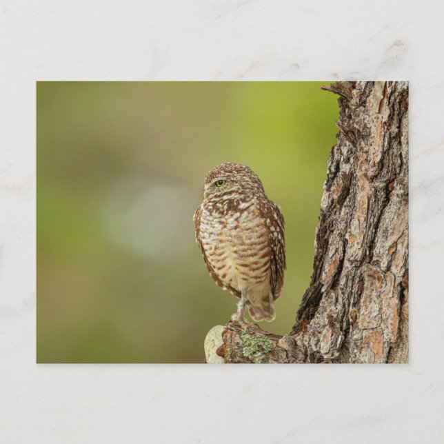 Burrowing Owl in Florida Postkarte (Vorderseite)