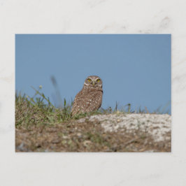 Burrowing Owl in Florida Postkarte