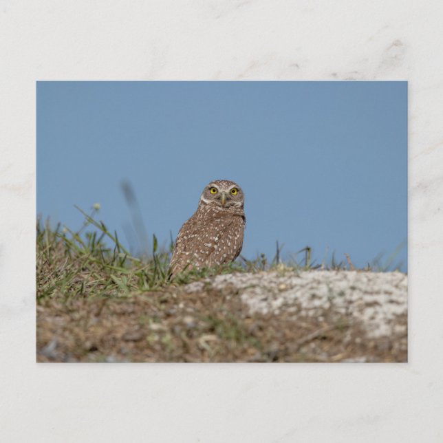 Burrowing Owl in Florida Postkarte (Vorderseite)
