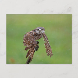 Burrowing Owl in Florida Postkarte