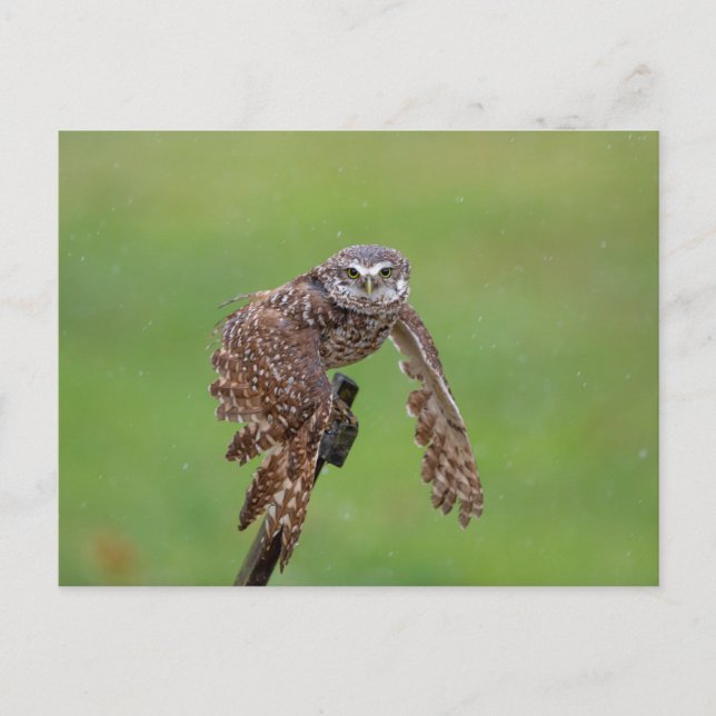 Burrowing Owl in Florida Postkarte (Vorderseite)