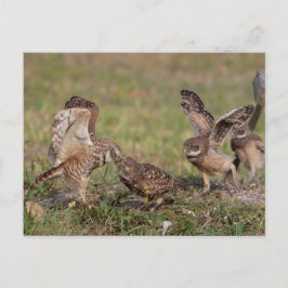 Burrowing Owl in Florida Postkarte