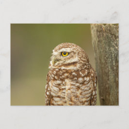 Burrowing Owl in Florida Postkarte