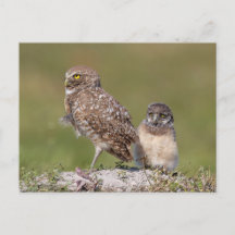 Burrowing Owl in Florida