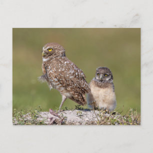 Burrowing Owl in Florida Postkarte