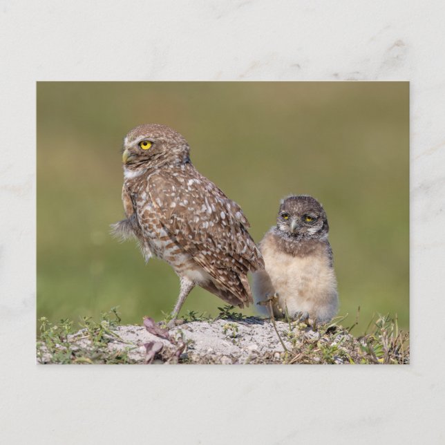 Burrowing Owl in Florida Postkarte (Vorderseite)