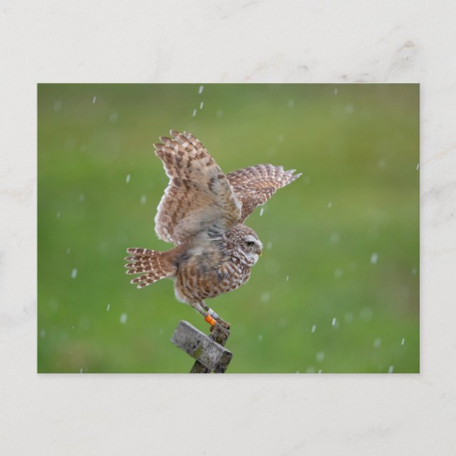 Burrowing Owl in Florida Postkarte (Vorderseite)
