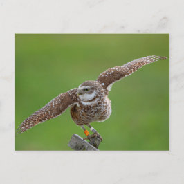 Burrowing Owl in Florida Postkarte