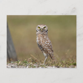 Burrowing Owl in Florida Postkarte
