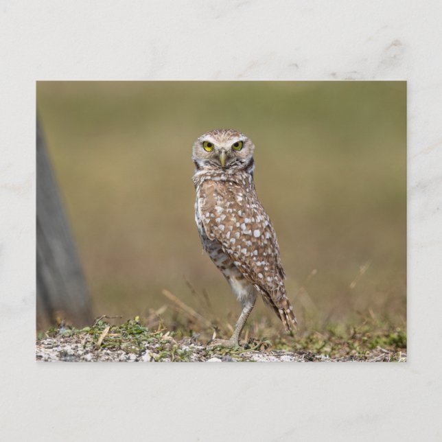 Burrowing Owl in Florida Postkarte (Vorderseite)