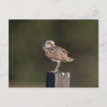 Burrowing Owl in Florida