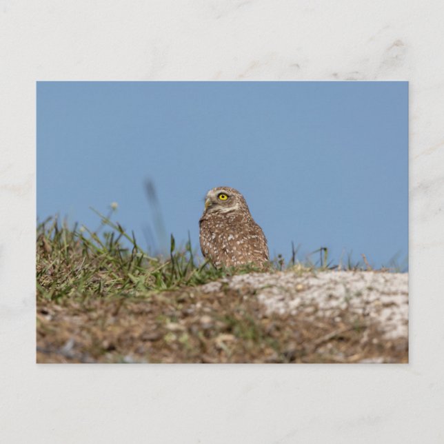 Burrowing Owl in Florida Postkarte (Vorderseite)