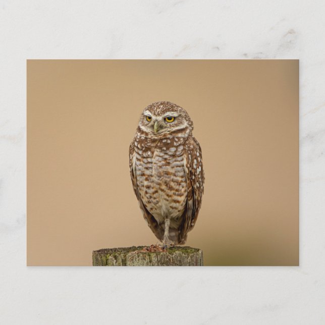 Burrowing Owl in Florida Postkarte (Vorderseite)