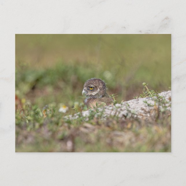 Burrowing Owl in Florida Postkarte (Vorderseite)