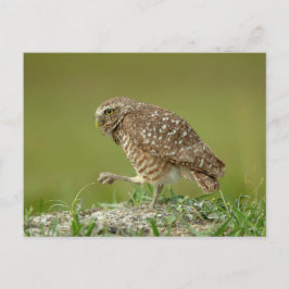 Burrowing Owl in Florida Postkarte