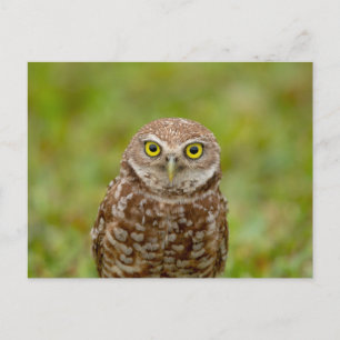 Burrowing Owl in Florida Postkarte