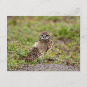 Burrowing Owl Yoga Stretch in Florida Postkarte