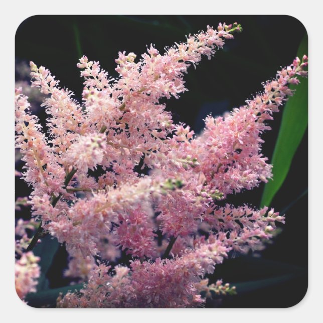 Bursting Pink Blume Quadratischer Aufkleber (Vorderseite)