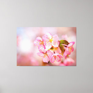 Büschel frischer rosa Sakura-Blüten auf Rosa Leinwanddruck