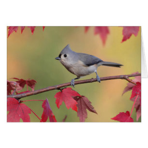 Büschelige Titmice