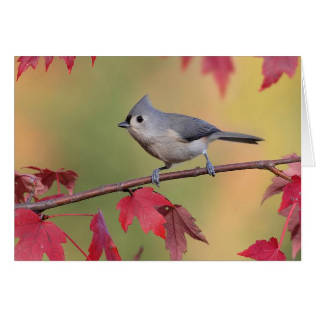 Büschelige Titmice (Vorderseite (Horizontal))