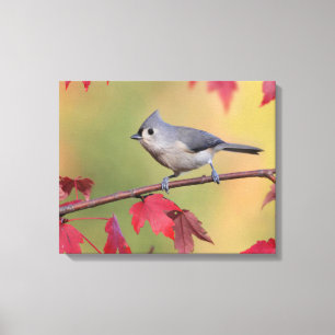 Büschelige Titmice Leinwanddruck